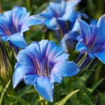 Gentian