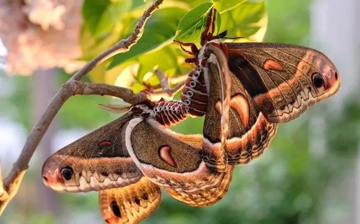 Giant Silk Moth Symbolize