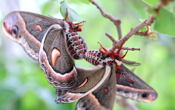 Giant Silk Moth