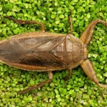 Giant Water Bug