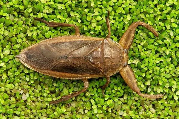 Giant Water Bug