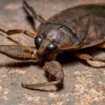 Giant Water Bug