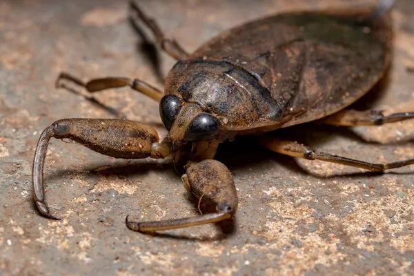 Giant Water Bug