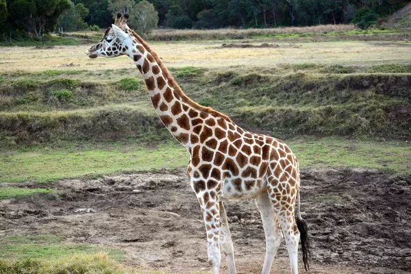 Giraffe