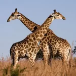 Giraffe1