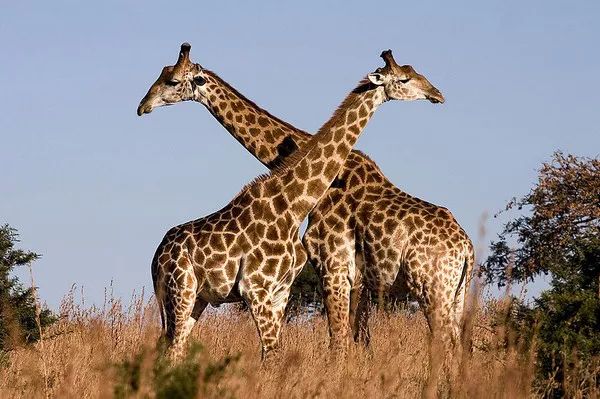 Giraffe1