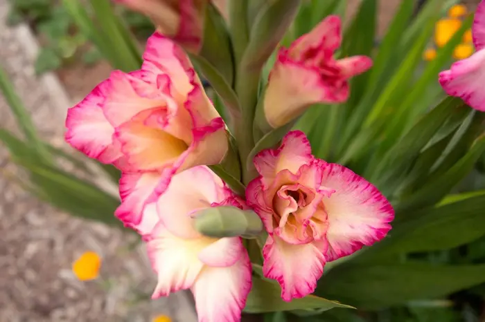 Gladiolus Symbolize