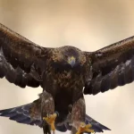 Golden Eagle