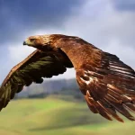 Golden Eagle1