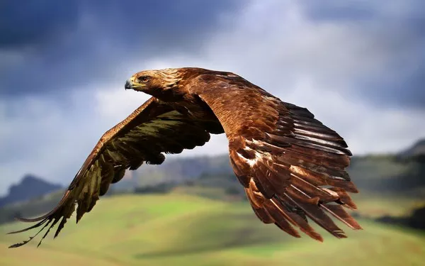 Golden Eagle1