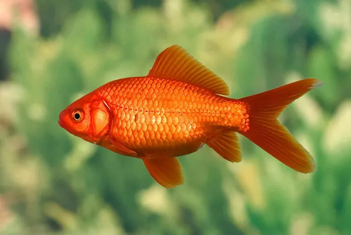 Goldfish