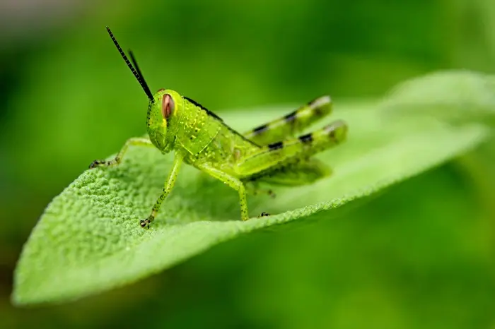 Grasshopper