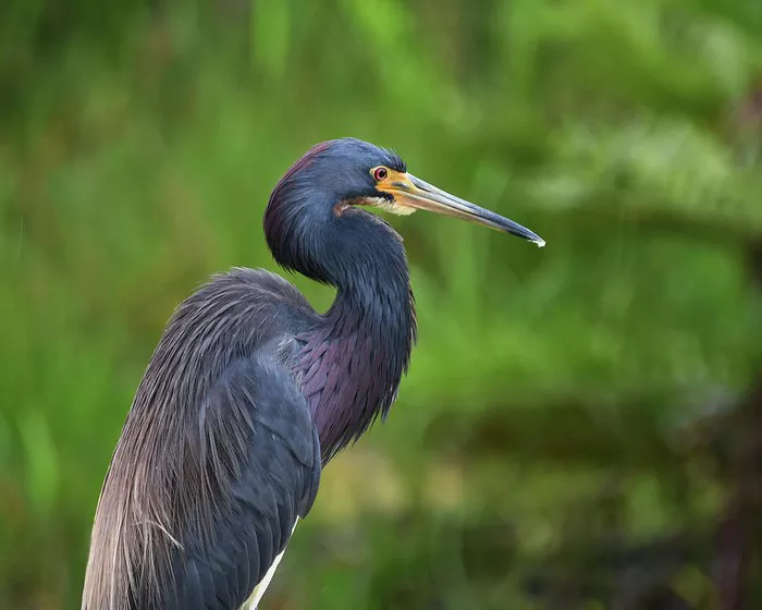 Gray Egret