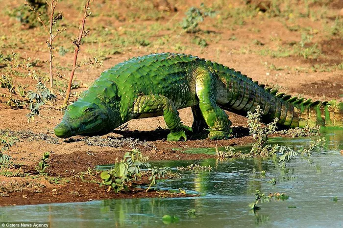 Green Crocodile