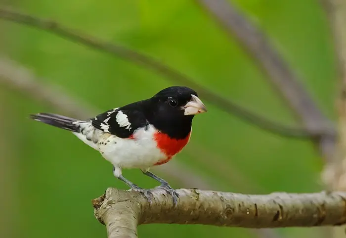 Grosbeak Symbolize