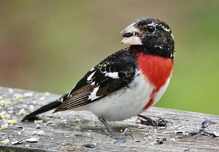 Grosbeak