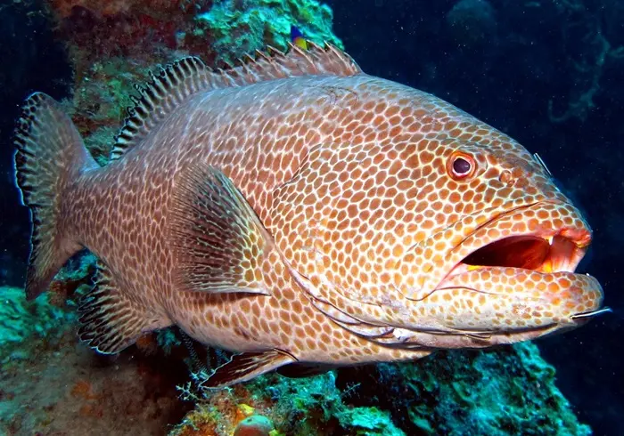 Grouper Symbolize