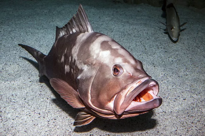 Grouper