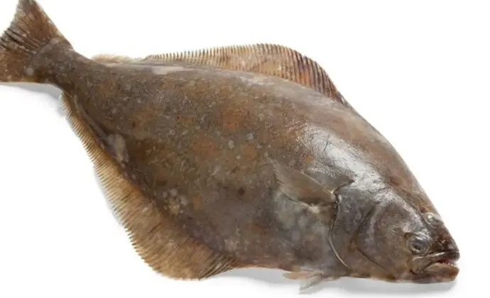 Halibut