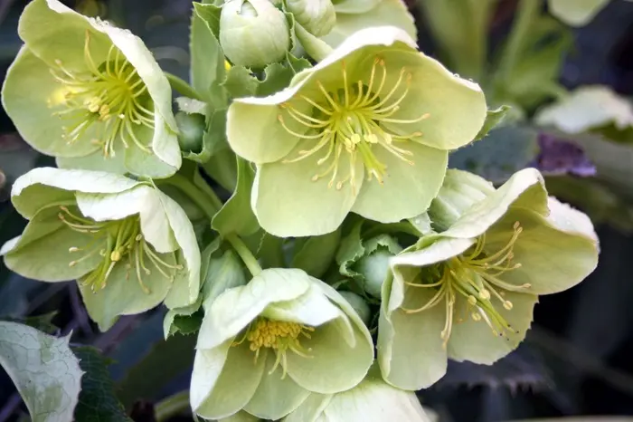 Hellebore Symbolize