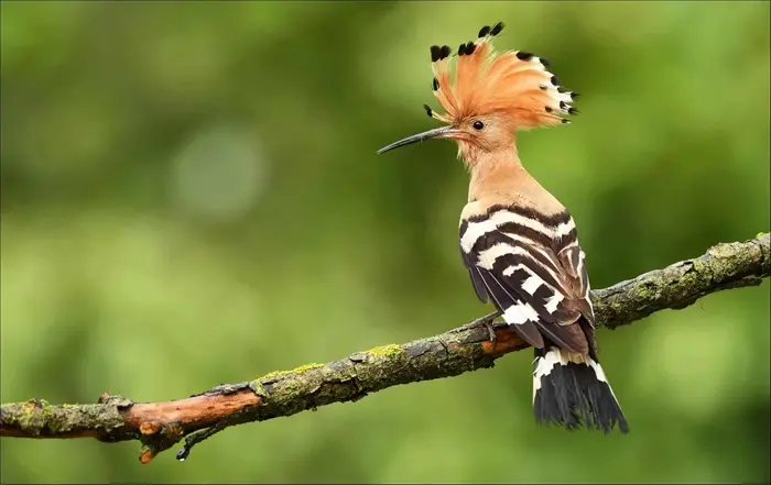 Hoopoe Symbolize