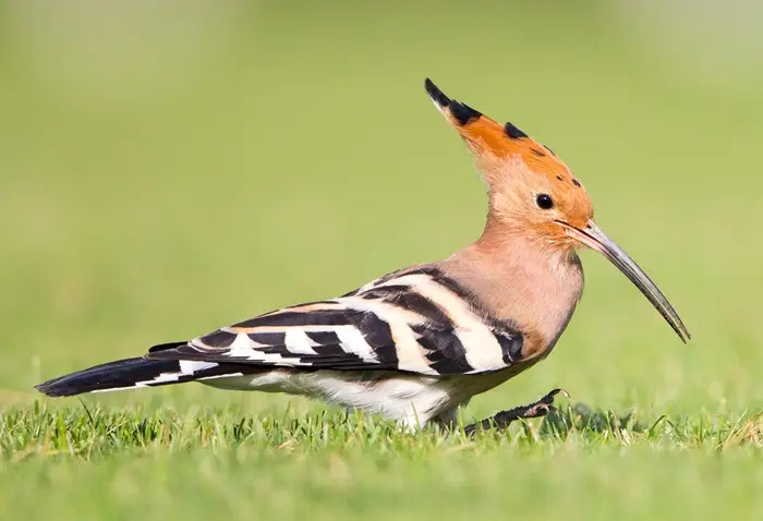 Hoopoe