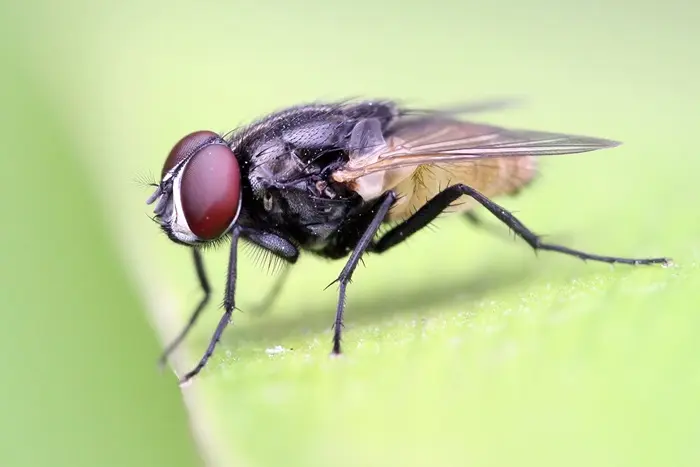 Housefly Symbolize