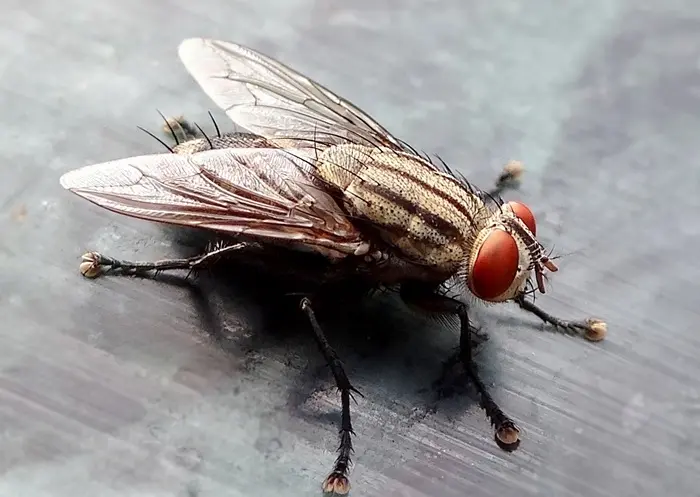 Housefly