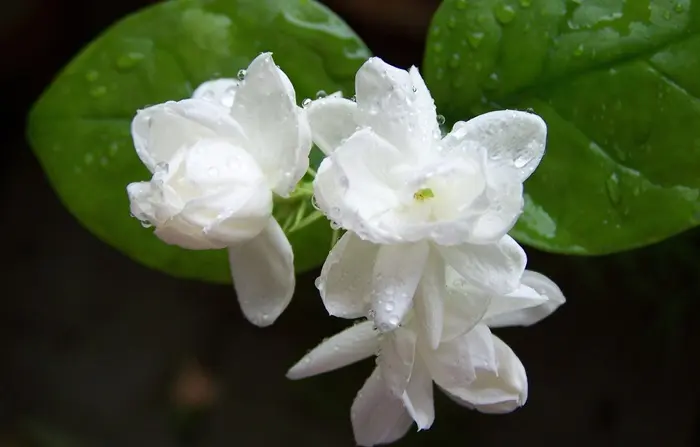 Jasmine Symbolize