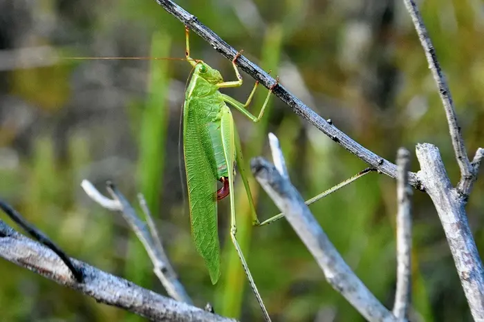 Katydid Symbolize