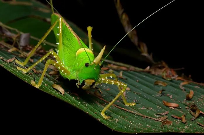 Katydid