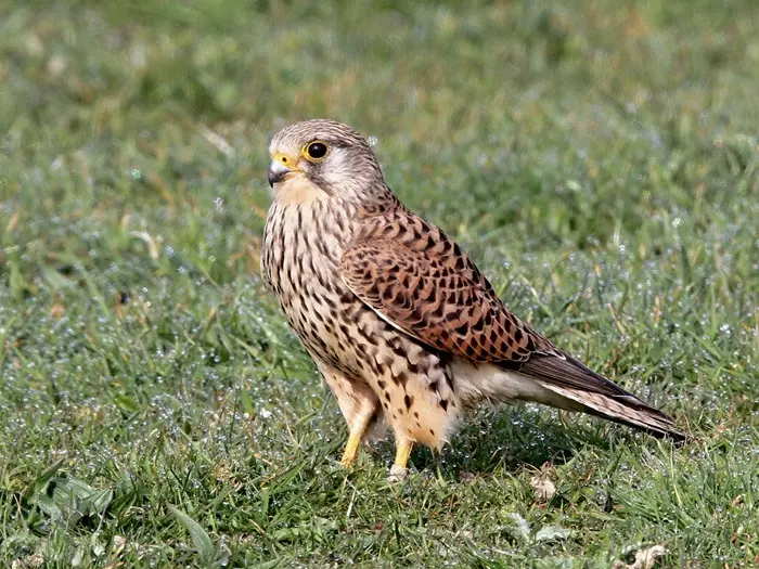 Kestrel Symbolize