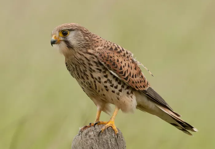 Kestrel