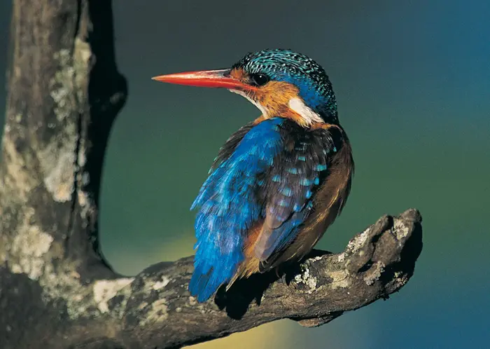 Kingfisher Symbolize