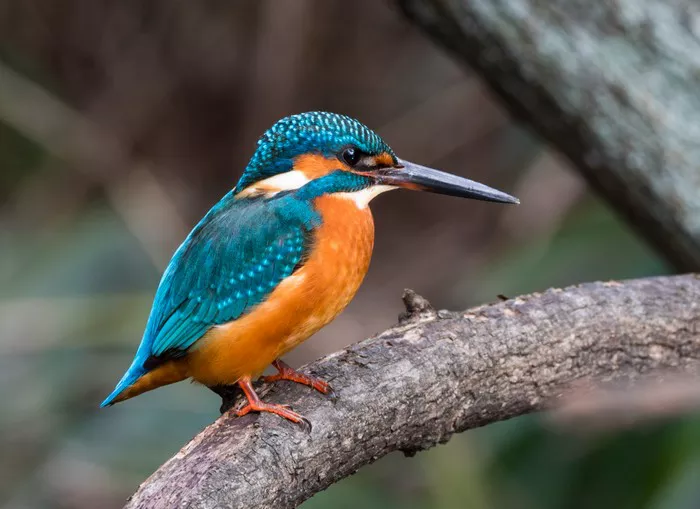 Kingfisher