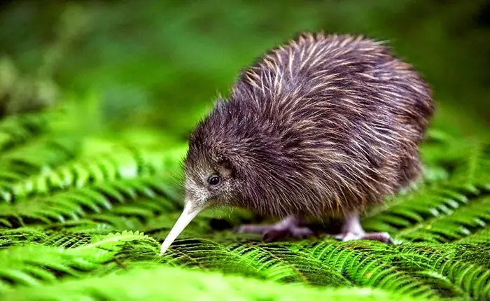 Kiwi bird Symbolize (1)