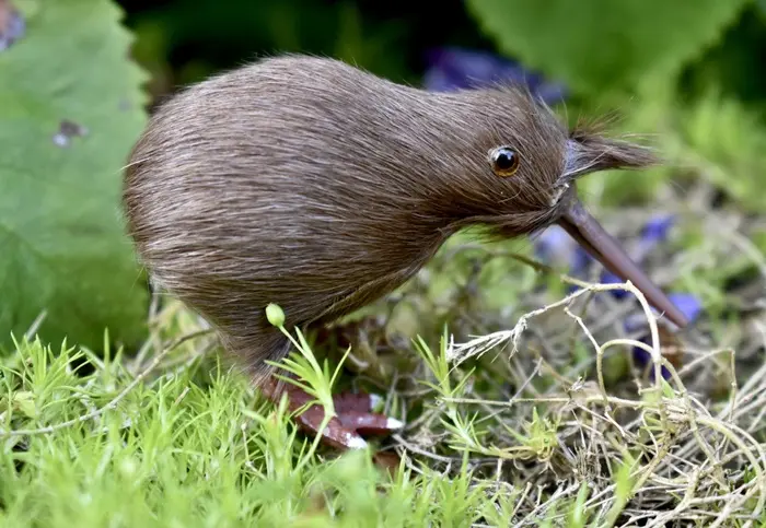 Kiwi bird