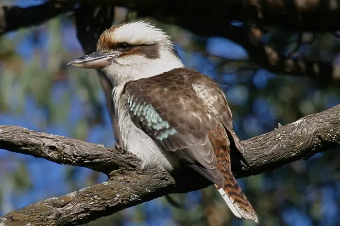 Kookaburra Symbolize