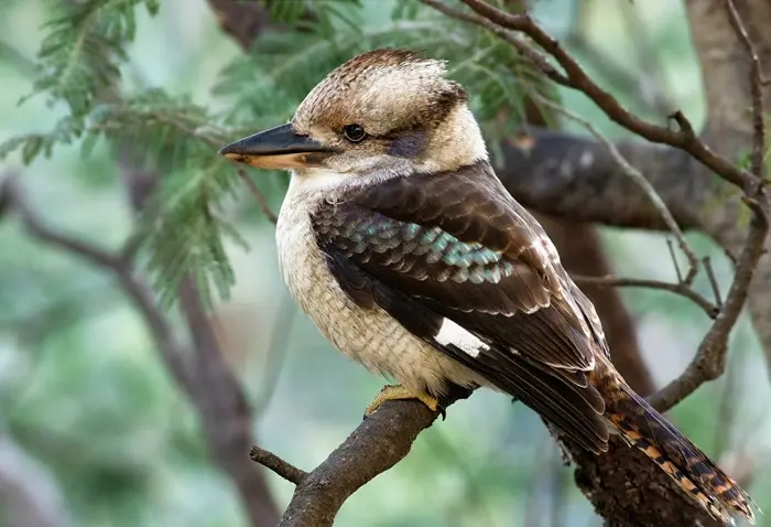 Kookaburra