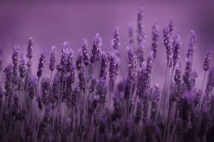 Lavender Symbolize