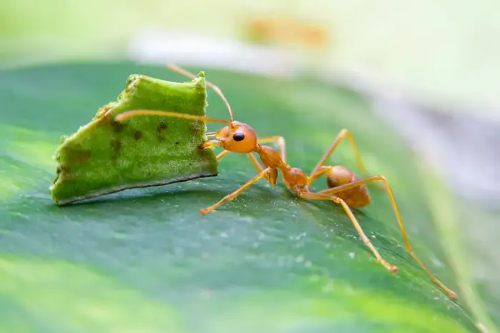 Leafcutter Ant Symbolize