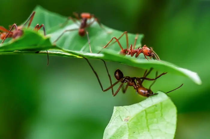 Leafcutter Ant