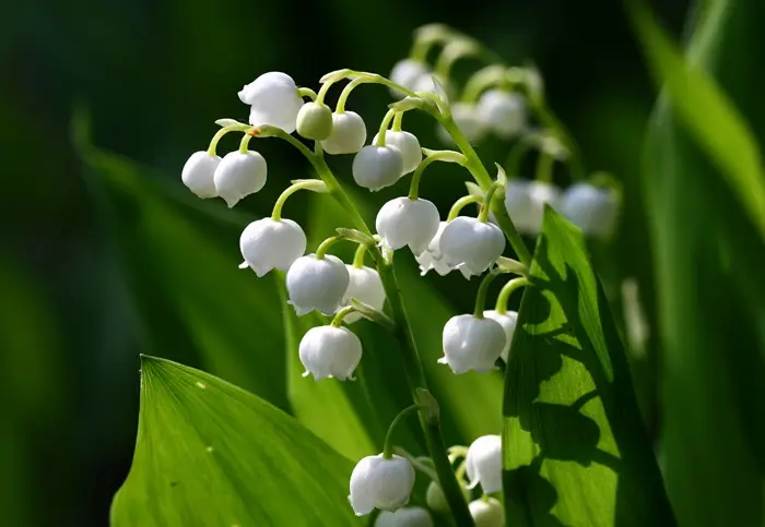 Lily of the Valley Symbolize