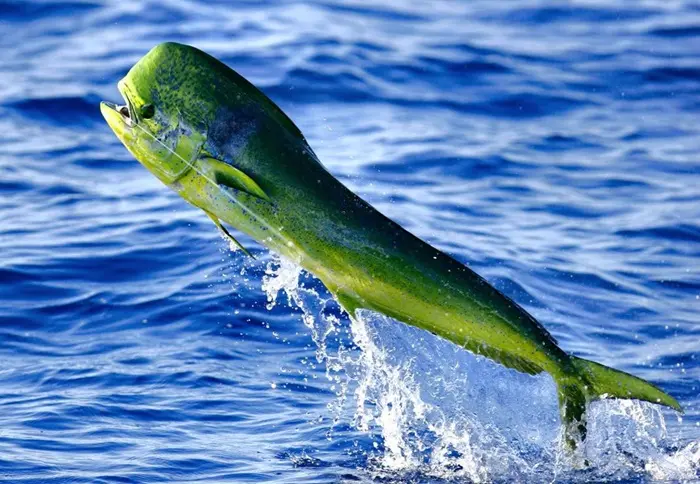 Mahi Mahi Symbolize