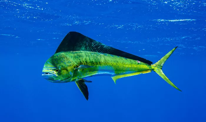 Mahi Mahi