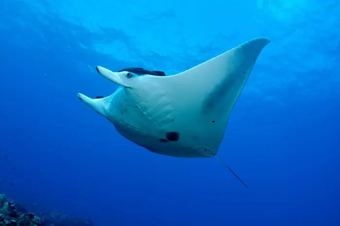 Manta