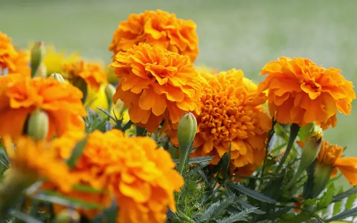 Marigold Symbolize