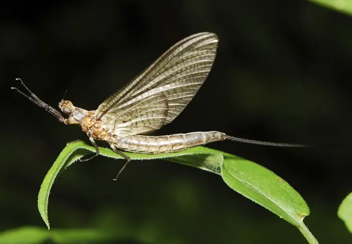 Mayfly Symbolize