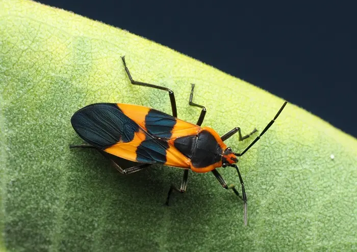 Milkweed Bug Symbolize