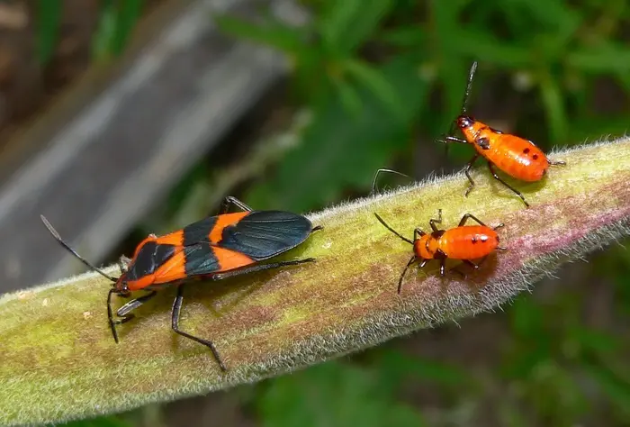 Milkweed Bug